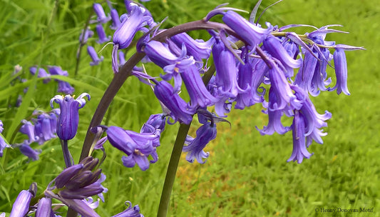 Wild Bluebells in Spring