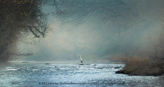 Mystical Herons Magical Lotus