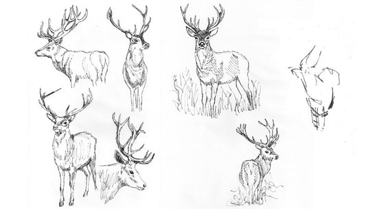 Antlers & Co – the Stag Story Wild Stag Stencils