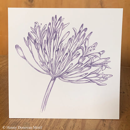 (4 Pack) Agapanthus Cards