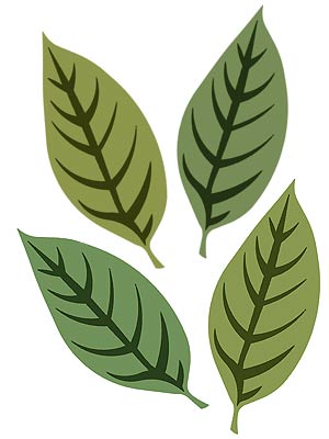 Buckthorn Leaf Stencil