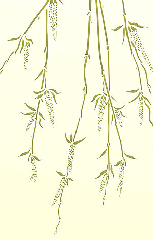 Large Willow Catkins Stencil