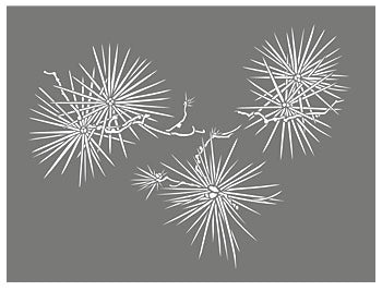 Japanese Larch Stencil