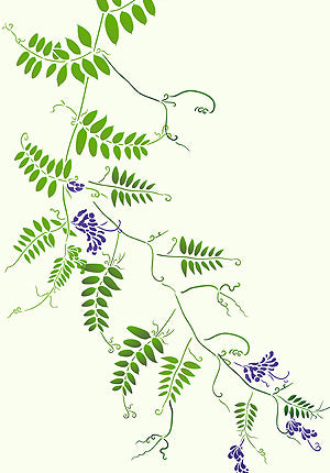 Large Wild Vetch Stencil