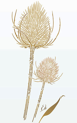 Wild Teasel Stencil