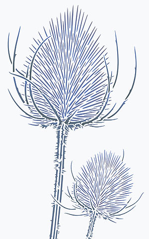 Wild Teasel Stencil