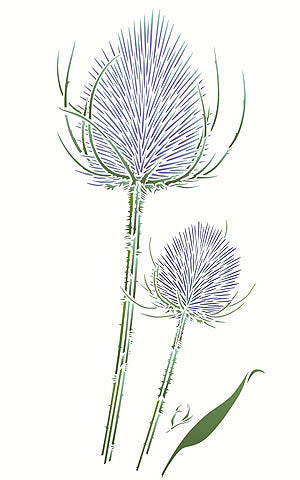 Wild Teasel Stencil