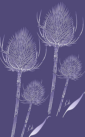 Wild Teasel Stencil