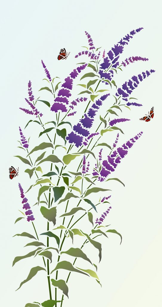 Beautiful wild flower stencil.
1 sheet large designer stencil
The beautiful Buddleia Butterfly Bush Stencil is perfect for botanical wild flower stencilling projects. Ideal for interior decorating on walls and soft furnishings. Based on Henny's Buddleia drawings this stunning spray of buddleia flowers comes with two beautiful Red Admiral Stencil Motifs and a stem extension and additional leaves.  See size specifications below.