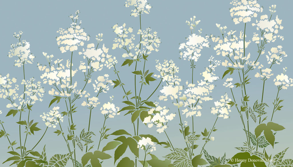 Lofty clumps of sweet smelling, frothy flowers, above full foliage on long stems – beautiful Meadowsweet makes the perfect design addition to our Wild Botanicals of the Brecon Beacons Range.